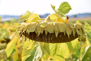 ripe sunflower head, ripe helianthus annuus with yellow withered leaves just before the harvest
