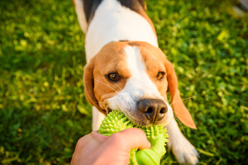 Tug of war with beagle dog on a grass in sunny summer day