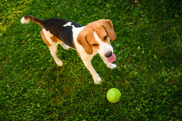Beagle dog on grass with tongue out after playing with ball summer day