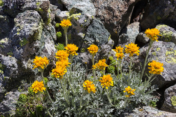 Alpine flower senecio incanus  (grey alpine groundsel),  Aosta valley Italy