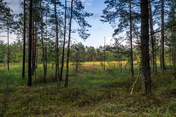 Krajobraz letni nad dziką rzeką