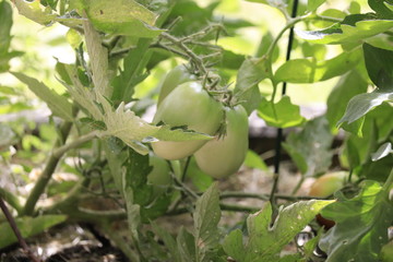 Tomato Garden