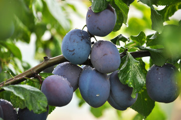 Fototapeta premium On a branch of a tree of plum