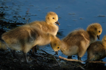 Young Canada Geese on fresh water pond.