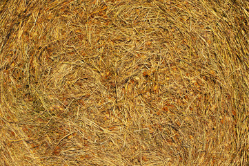 herbicide spray on dry grass. Dry grass as background.