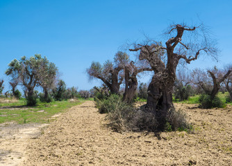 bare olive trees in salento (Puglia)