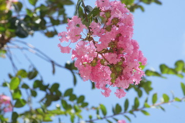 夏空に映えるピンクのサルスベリ