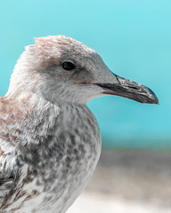 Close-up portrait of head of gray brown seagull bird on shore with blue water and sky. Beautiful bright natural blurred vertical background. Ukraine fauna