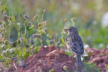 Meadow Pipit - Anthus pratensis, Crete