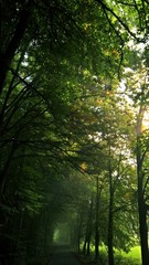 Straße durch den Wald