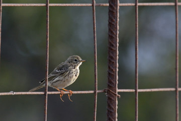 Meadow Pipit - Anthus pratensis, Crete