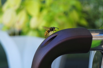 Eine Biene auf einem Henkel einer Teekanne