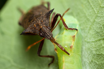 True bug drinking from a cocoon (genus Podisus)
