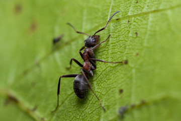 Ant on the leaf