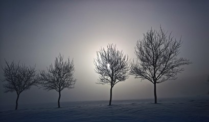 Einsame Baumsilhouetten im Winternebel