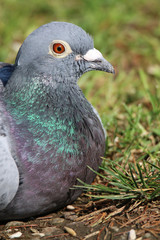 Pigeon relaxes after a long and strenuous flight in the grass
