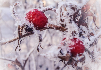 rose hips in the frost