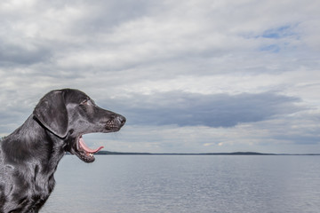 A stunning black labrador retriever is mouth open. Looks like a dog screaming at something. Subject at the edge of the photo. On the other side there is plenty of blank space.