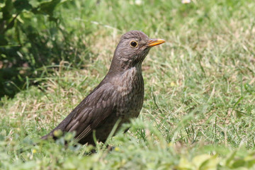 Obraz premium The young turdus looks from the grass and watches
