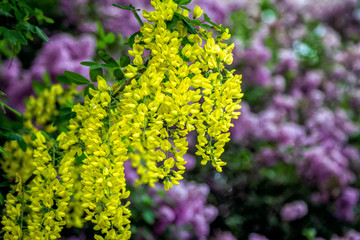 Beautiful flowers of Caragana arborescens or yellow acacia closeup with lilac flowers on background. Blooming spring nature