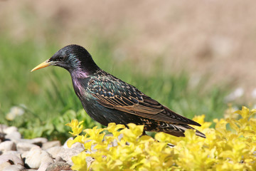 Young Sturnus vulgaris looking for food in the sunset at the end of the day