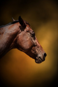 Horse Head Isolated On Cloudy Brown Background