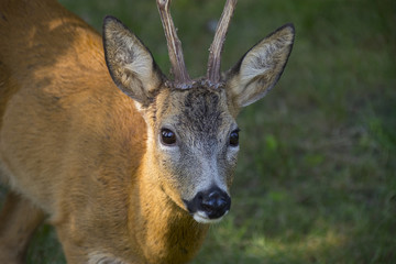 Roe deer in forest - Capreolus capreolus close up