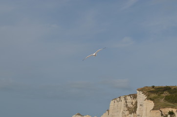 goéland etretat