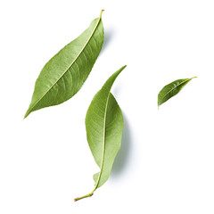 Fototapeta premium fresh green peach leaves isolated