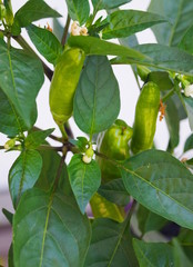 Scharfe grüne Peperoni Paprika an der Pflanze