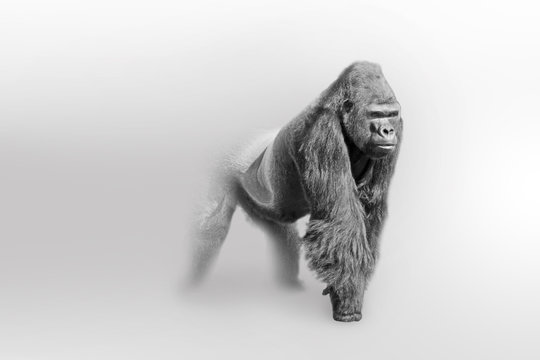 Gorilla africa wildlife animal art collection grayscale white edition