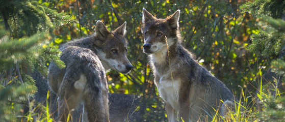 wolfs - Canis lupus hiden in the forest - close up