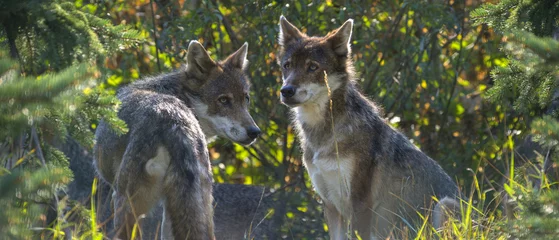 Afwasbaar Fotobehang Wolf wolfs - Canis lupus hiden in the forest - close up
