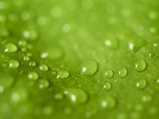Drops over green leaf