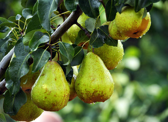 Pears on a branch of a tree