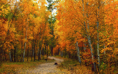 autumn sketches. landscape. autumn colors.