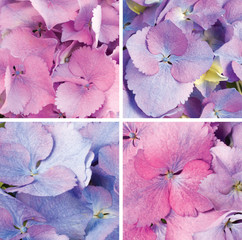 Romantic and love collage. Hydrangea flower. Pinc and violet color.