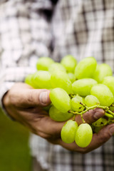 Grapes harvest in autumn. Farmer with grapes
