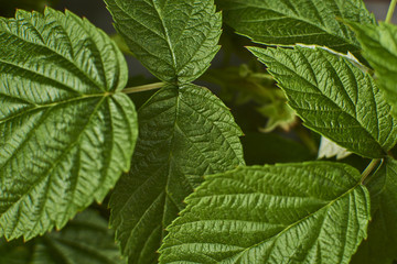 fresh green raspberry leaves