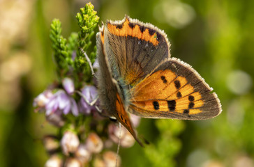 Butterfly on the flower (marco)