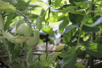 Tomato Garden
