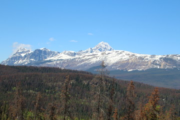 View From Athabasca Lookout, Jasper National Park, Alberta
