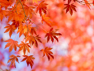 楓の紅葉