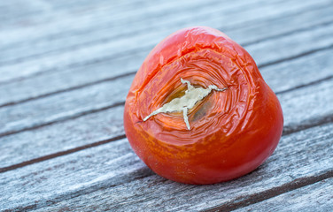 Rotten tomato