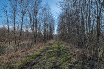 spring, road in the forest