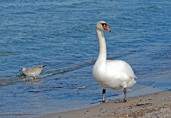Wasservögel an der Ostseeküste