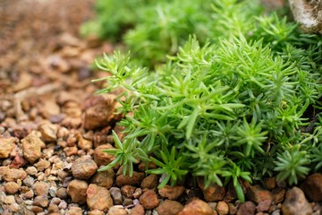 Beautiful succulents and cactus plant in garden.