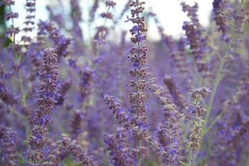 Fototapeta premium Lavender flowers close-up