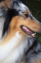 Fototapeta premium Porträt, Blue Merle, Collie, sheepdog, Lassie,hund, collie, haustier, tier, shetland sheepdog, canino, schäferhund, portrait, breed, fell, hübsch, shetland