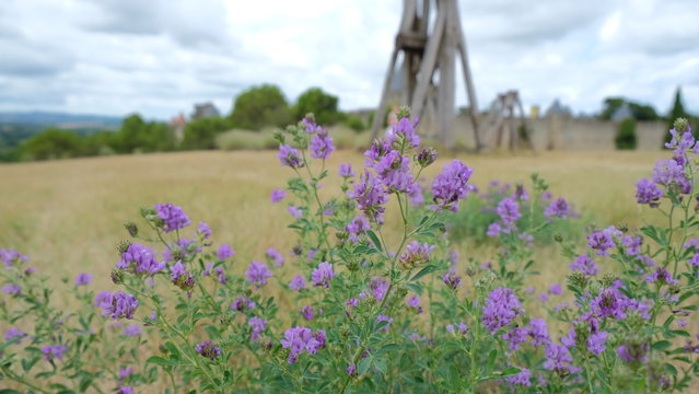 Fleur violette et catapulte 